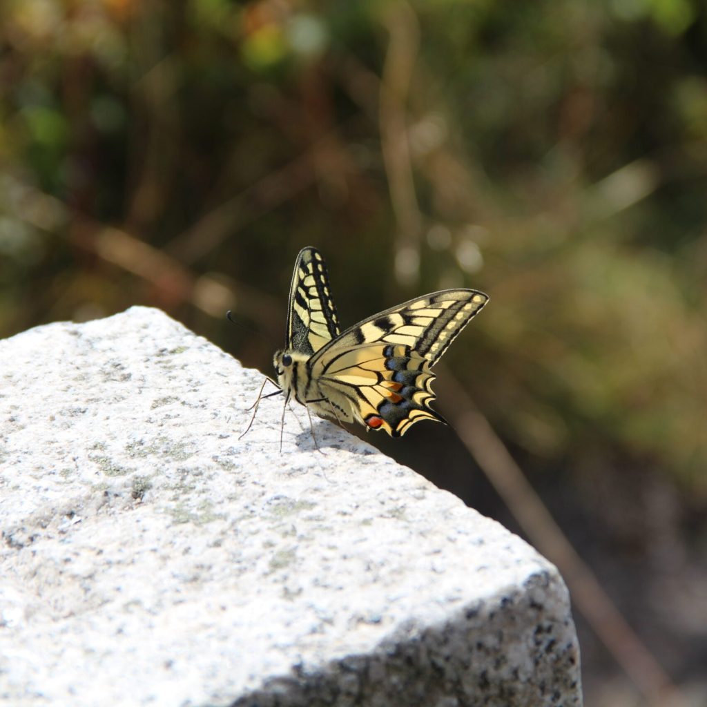 Zwiastun Złotego Wieku
