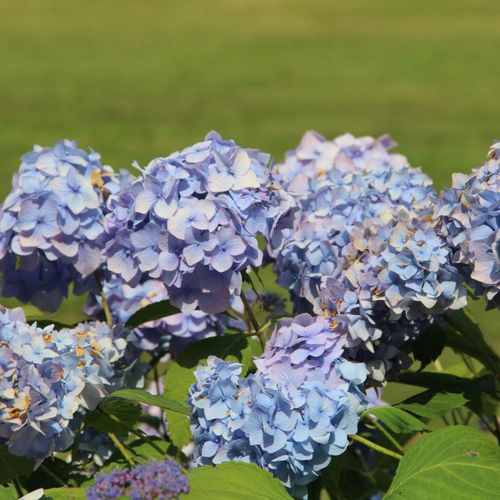 Ulubione kwiaty Matteriny