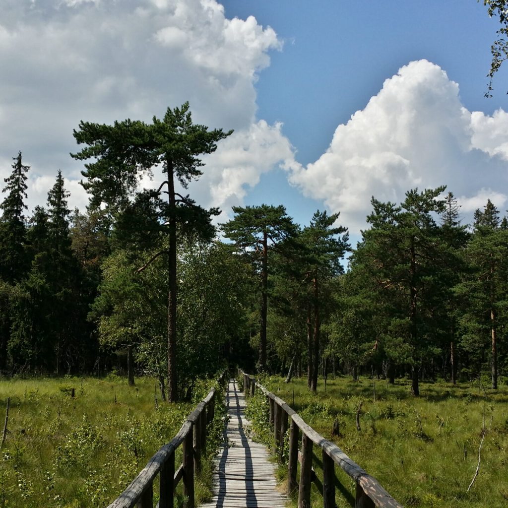 Przejście przez torfowisko