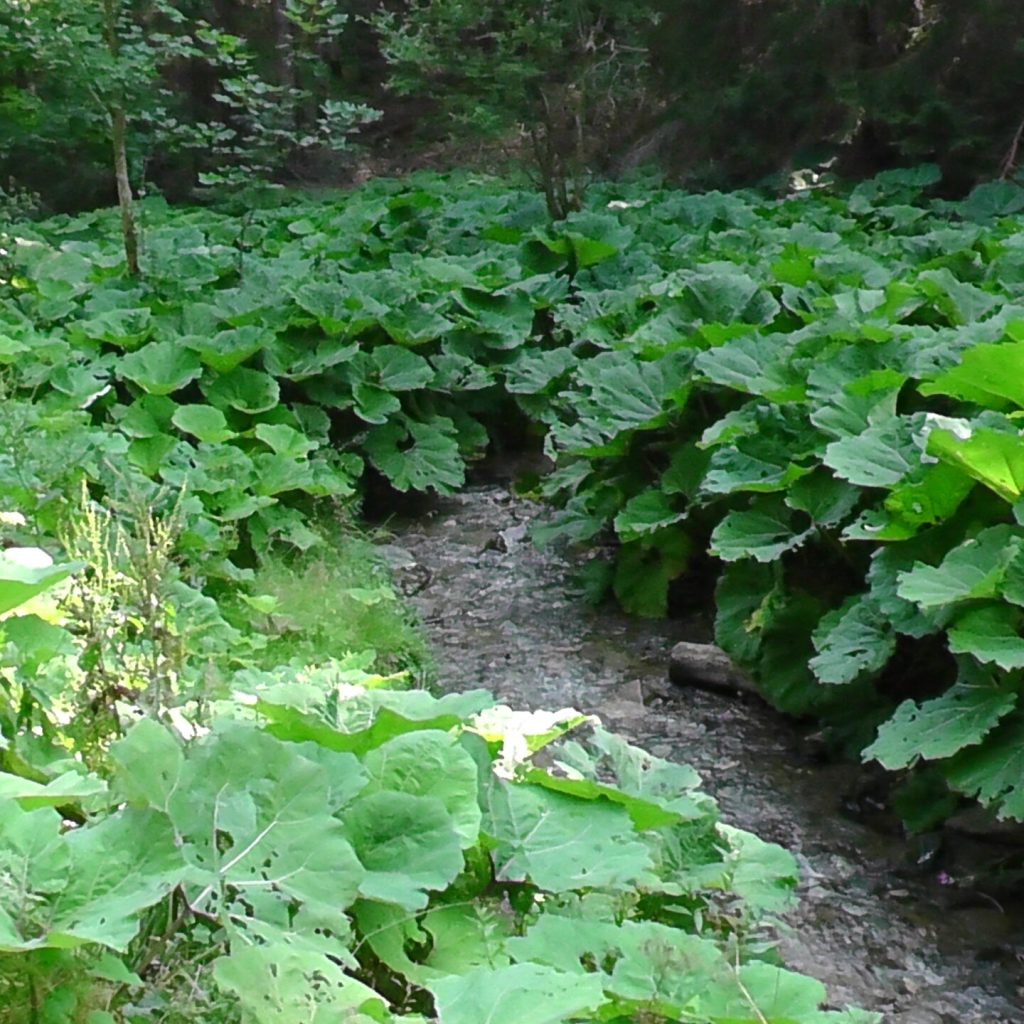Przydatne jako parasole