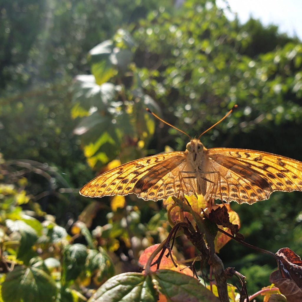 Prawie Marrolïa, tylko bez trzeciej pary skrzydeł