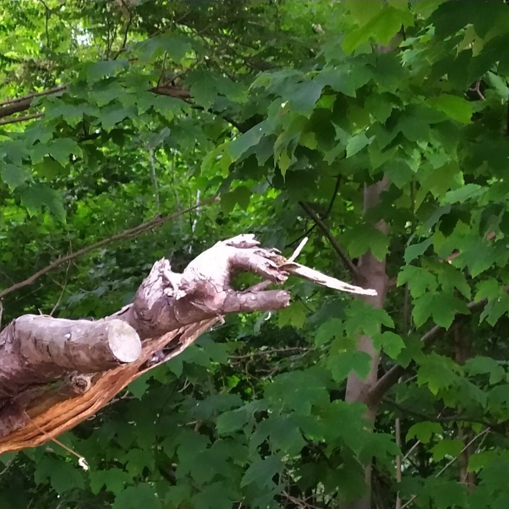 Drzewo ręka - ciekawe co wskazuje