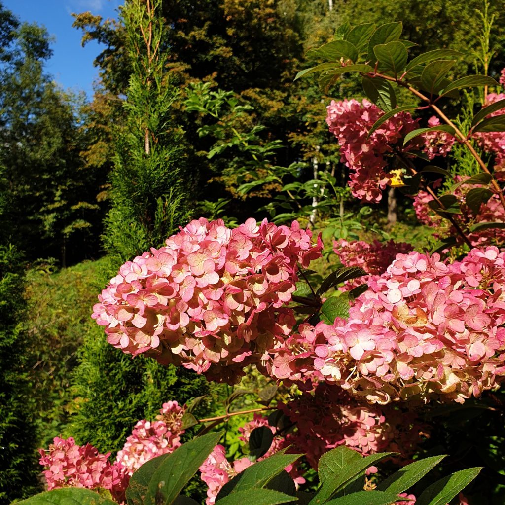 Ulubione kwiaty Autorki