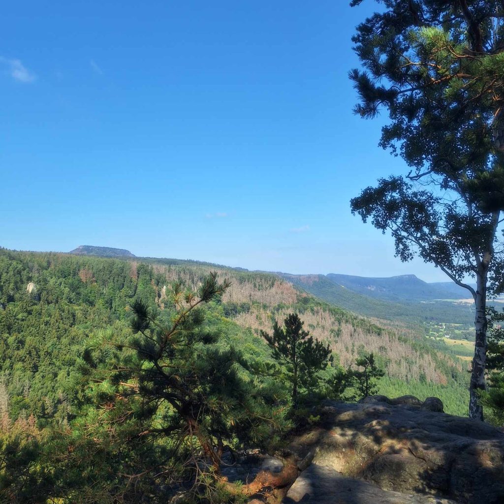 Baszta Floriana Enderwooda