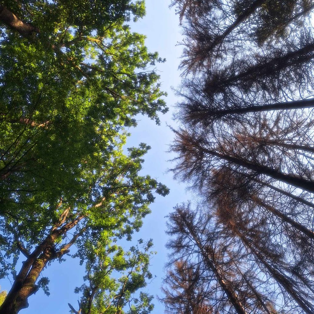 Granica Martwego Lasu