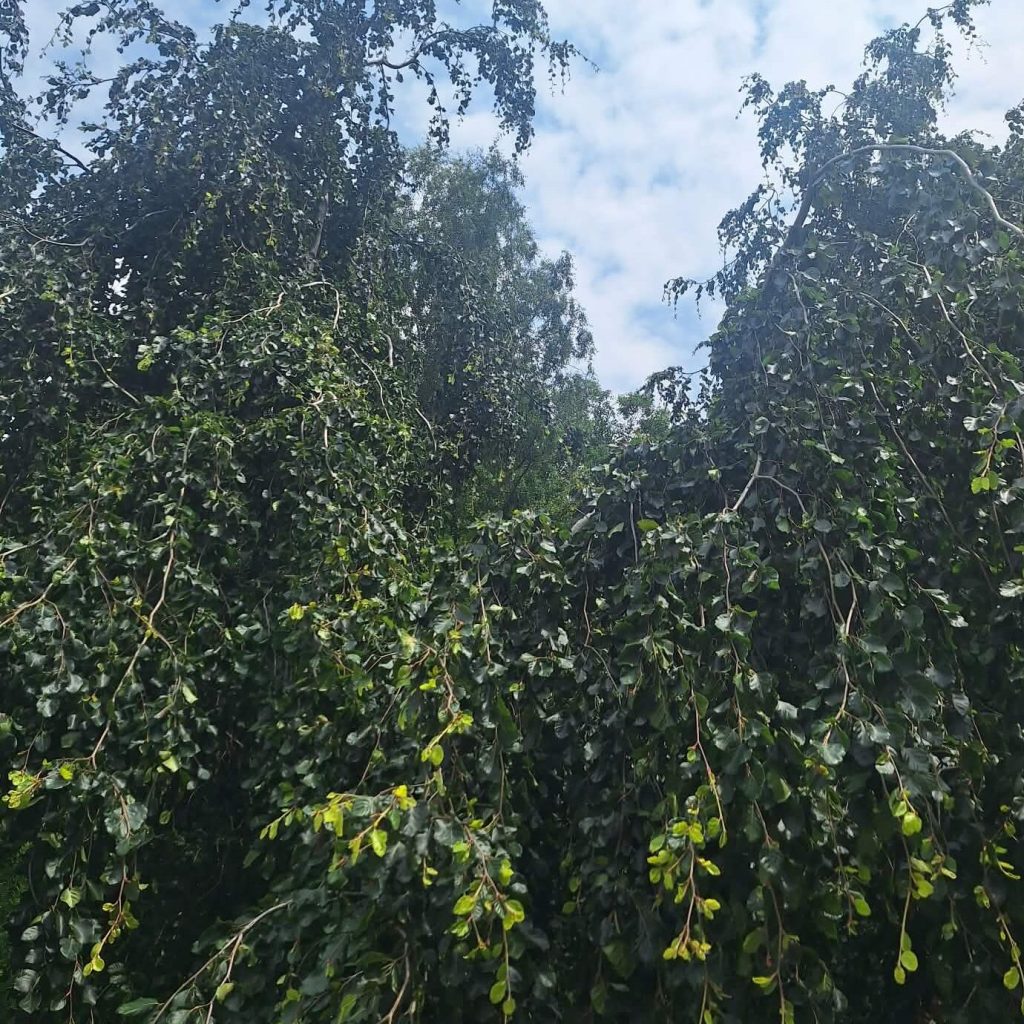 Drzewa sięgające przechodniów