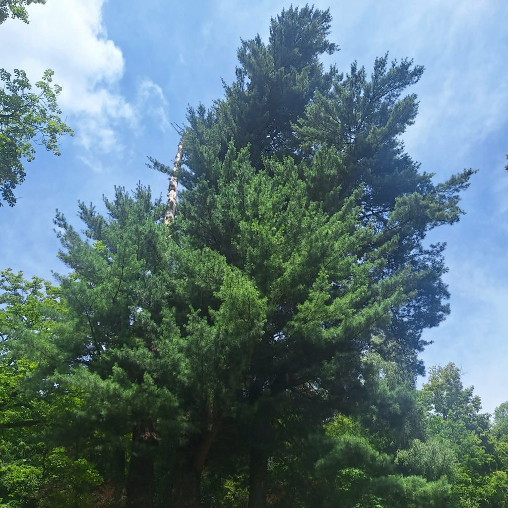 Sosna czarna (wejmutka)